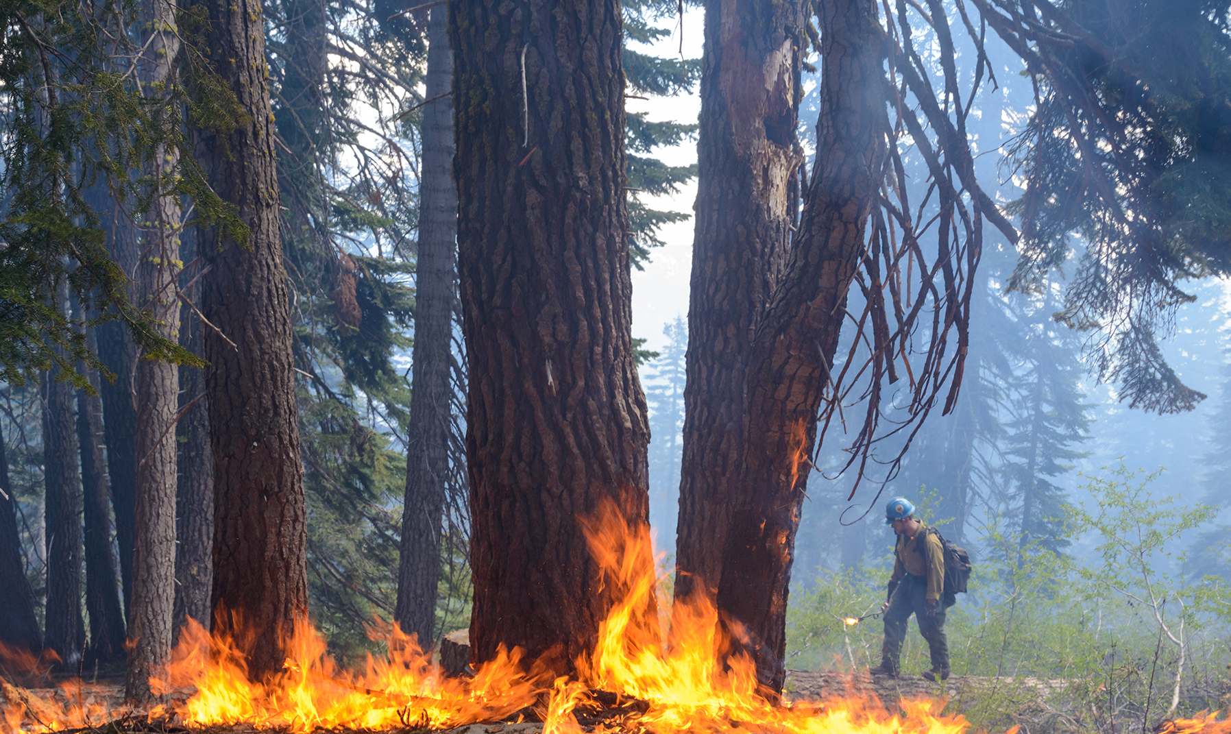 French meadows prescribed burn.